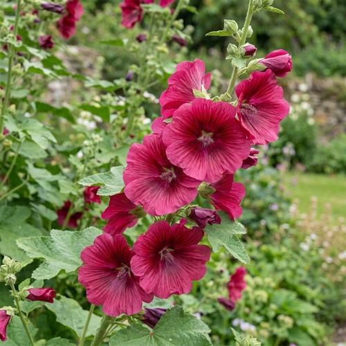 Lavatera burgundy wine dark - burgundy,