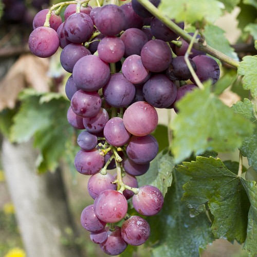 Fruit vine plant black grape - fruit,