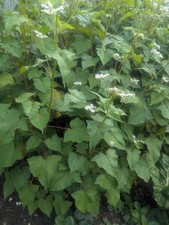 Perpetual Spinach Asia Shrubby - 2 Young Plants
