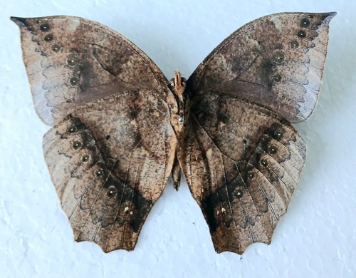 Leaf mimic large butterfly - mimic,