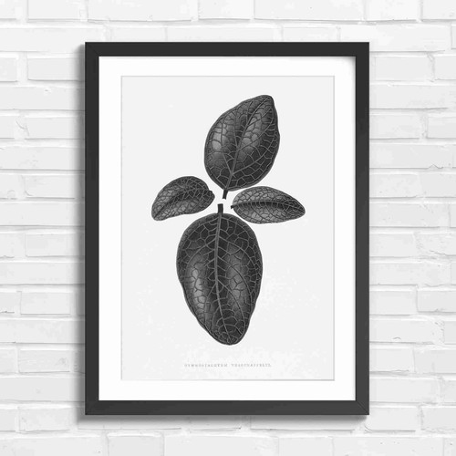 Vintage botanical red - vintage, veined