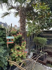 Trachycarpus Fortunei Palm