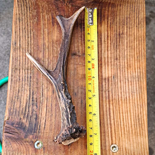 Deer antler shed - deer,