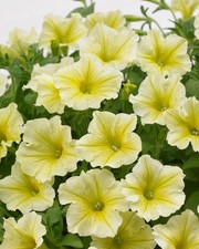 x3 Petunia Surfinia Light