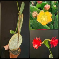 XLL Opuntia Cactus - Prickly