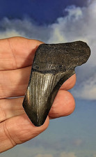 Megalodon Shark Fossil Tooth