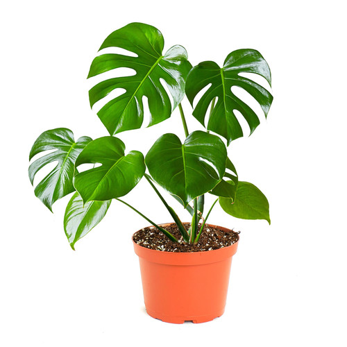 Shop succulents monstera - succulents,