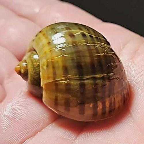 Freshwater apple snail - apple,
