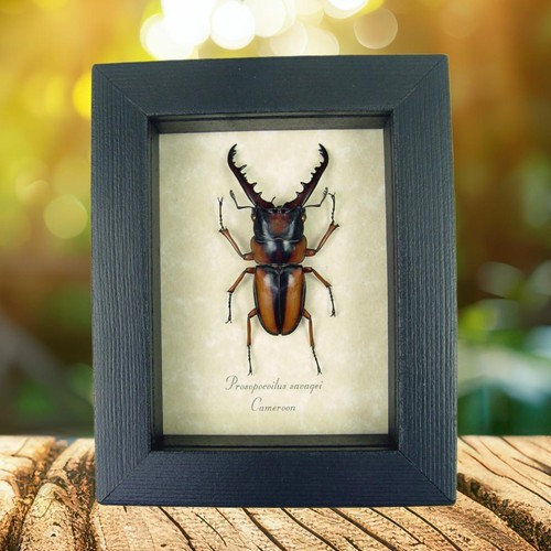 Real framed african stag - real,