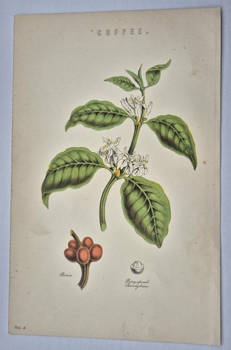 Antique print 1870 - print, coffee