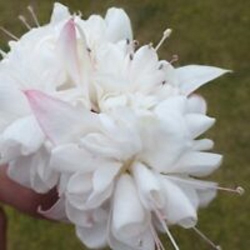 Giant trailing fuchsia white - giant,