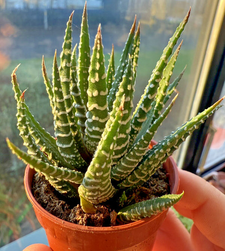 Haworthia zebrina zebra - haworthia,