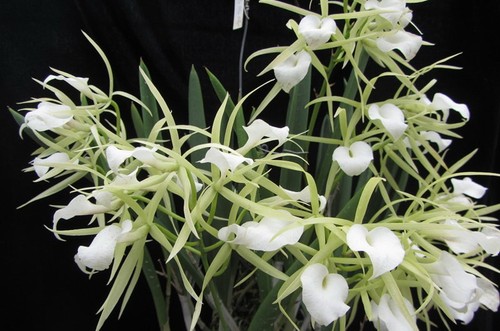 Rare little stars orchid - orchid,