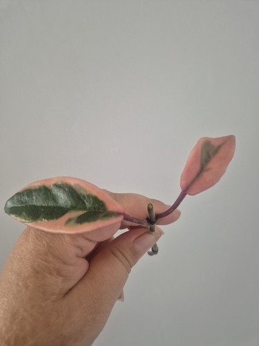 Hoya carnosa flamingo dream - hoya,