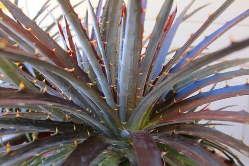Dyckia burgundy ice - burgundy,