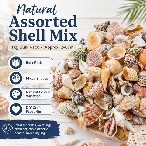 1kg mixed seashells - mixed, 2-6cm