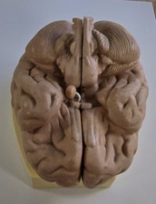 HUMAN BRAIN ANATOMY MODEL (2