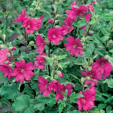 3 X LAVATERA 'BURGUNDY WINE' TREE MALLOW SEMI-EVERGREEN SHRUB HARDY PLANT IN POT