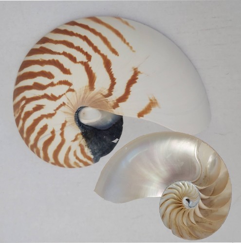 Natural nautilus tiger - s3,