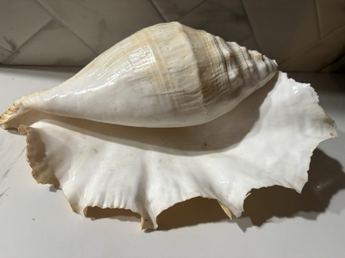 Vintage large natural seashell - natural,
