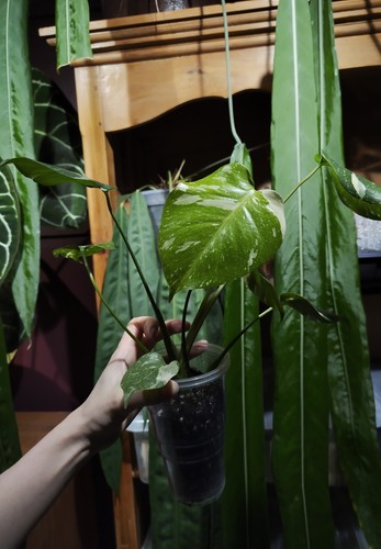 Monstera thai constellation - monstera,