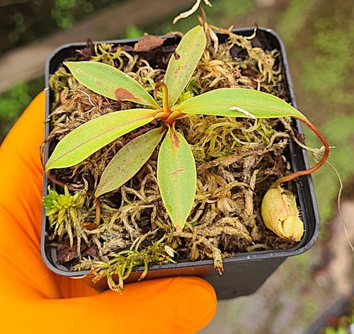 Nepenthes leonardoi be4680 - nepenthes,