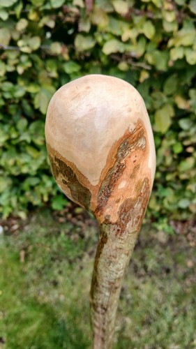 Hazel shillelagh walking - hazel,