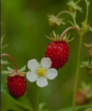 Wild Strawberry  10 runner Plantlets, organic, frost hardy Perennial, delicious