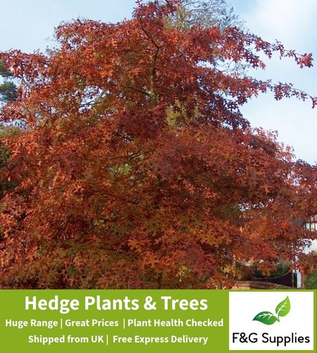 Red oak quercus bare - red,
