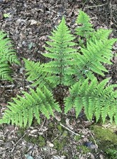FERN PLANTS  5  100% QUALITY