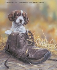 Paul Doyle New Springer Spaniel Pup Limited Edition Print 'If the Shoe Fits'