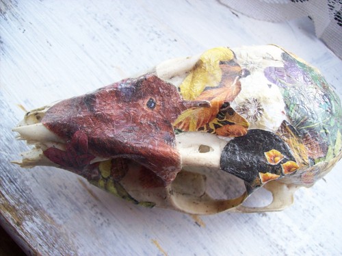 Muntjac doe deer skull - muntjac,