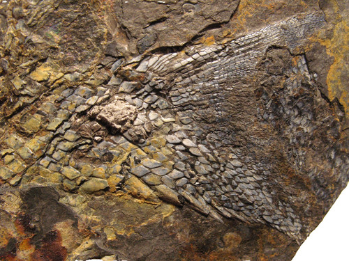 Permian fish fossil muse - permian,