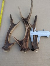 3 Natural Sika Deer Antlers –  Shed Antler – Craft, Stick Making, Rustic Décor