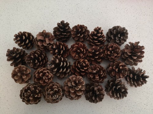 Christmas pine cones - 20,