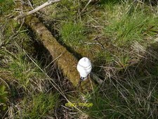 Photo 6x4 GPO Telephone Line