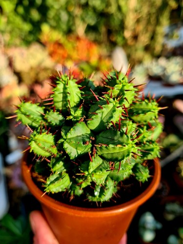 Euphorbia enopla compactum - euphorbia,