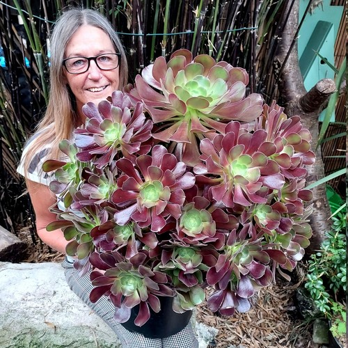 Aeonium velour unrooted - ,
