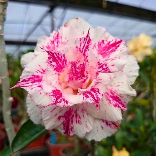Seeds adenium obesum desert - adenium,