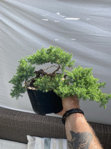 Juniper bonsai starter - juniper,