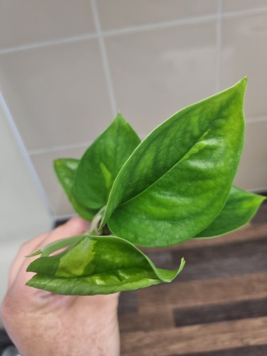 Rare epipremnum aureum - rare,