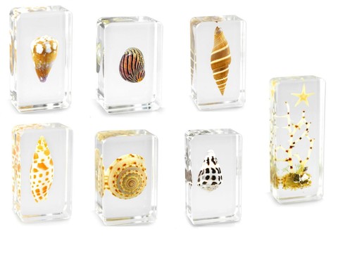 Real sea snail shells - real,
