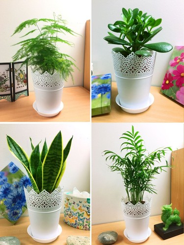 Evergreen house plant 14cm - in,