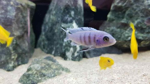 Aquarium sand fish tank gravel - tank,