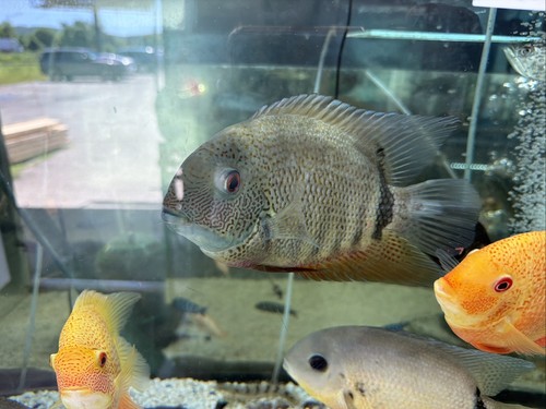 American cichlid green severum - cichlid,