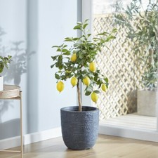 Suttons Lemon Fruit Tree