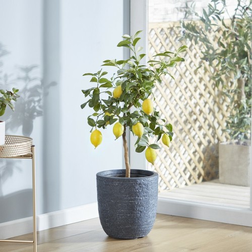 Suttons lemon fruit tree - fruit,