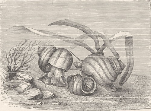 Molluscs viviparous - molluscs.,