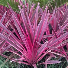 2 x Cordyline australis 'Pink Passion' Cabbage Palm Evergreen Shrub in 1ltr Pot