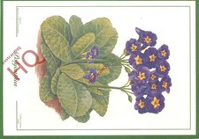 Picture Postcard-:Flower, Polyanthus [Sutton's]
